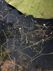Potamogeton berchtoldii