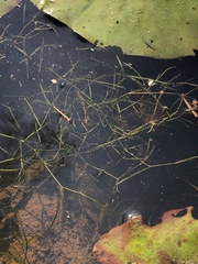 Potamogeton berchtoldii