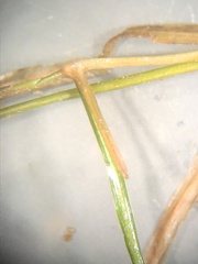 Potamogeton berchtoldii