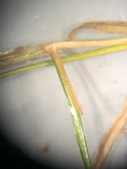 Potamogeton berchtoldii