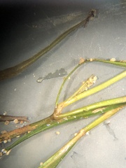 Potamogeton berchtoldii