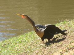 Anhinga anhinga