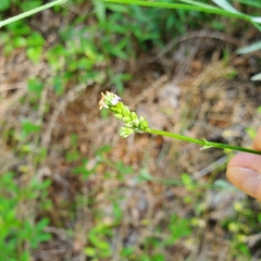 Polygala incarnata