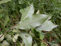 Quercus laurina