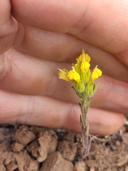 Castilleja lacera