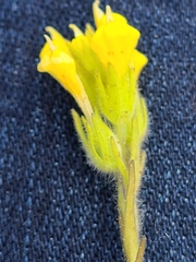 Castilleja lacera