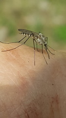 Aedes provocans