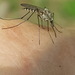 Aedes provocans - Photo (c) Norma Malinowski, algunos derechos reservados (CC BY), subido por Norma Malinowski
