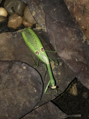 Stagmatoptera binotata