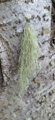 Ramalina thrausta