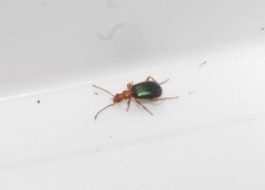 Brachinus crepitans