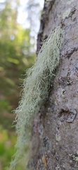 Ramalina thrausta