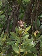 Protea subvestita