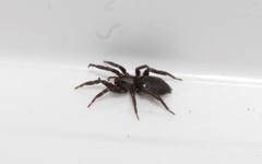 Drassyllus praeficus