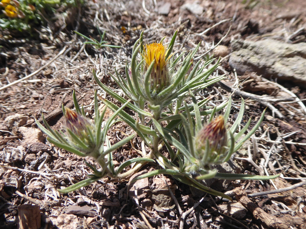 Doniophyton weddellii