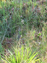 Physostegia godfreyi
