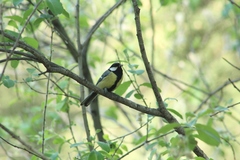 Parus major