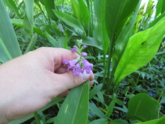 Physostegia leptophylla