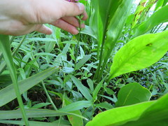 Physostegia leptophylla
