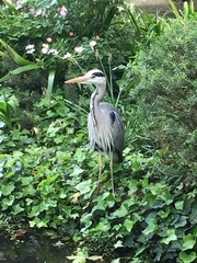 Ardea cinerea
