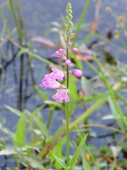 Physostegia leptophylla