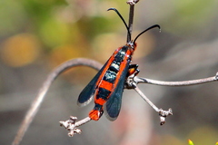 Synanthedon polygoni