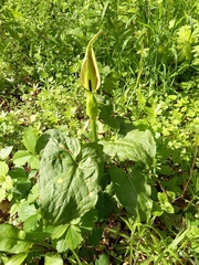 Arum cylindraceum