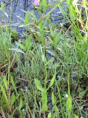 Physostegia leptophylla