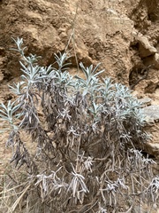 Helichrysum ambiguum