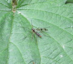 Ptychoptera contaminata