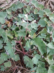 Geranium rotundifolium