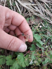 Geranium rotundifolium