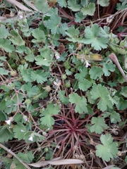 Geranium rotundifolium