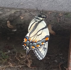 Papilio glaucus