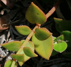 Crassula sarmentosa