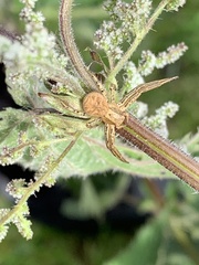 Thomisidae