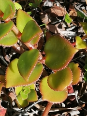 Crassula sarmentosa