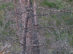 Pipilo erythrophthalmus alleni