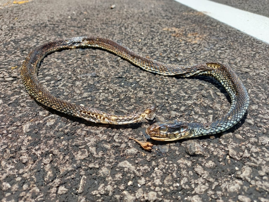 Speckled Racer