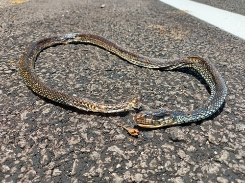 Speckled Racer