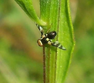 Four-barred Knapweed Gall Fly photo 2