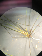 Eleocharis vivipara