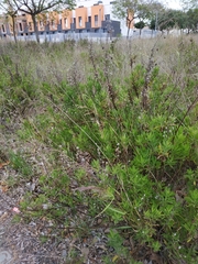 Dittrichia viscosa