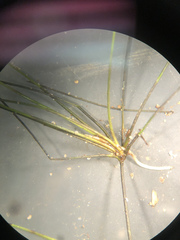 Eleocharis vivipara