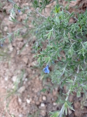 Lithodora fruticosa