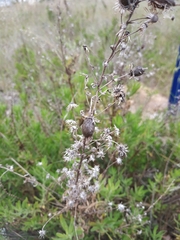 Dittrichia viscosa