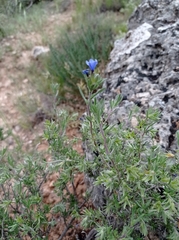 Lithodora fruticosa