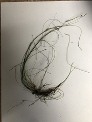 Eleocharis vivipara
