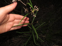 Asclepias longifolia image