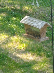 Cardinalis cardinalis